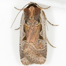 Parabagrotis formalis