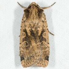 Parabagrotis cupidissima