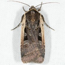 Parabagrotis exsertistigma