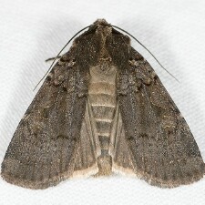 Parabagrotis insularis