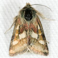 Heliothodes diminutiva