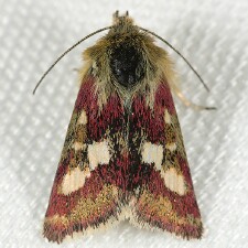 Heliothodes diminutiva