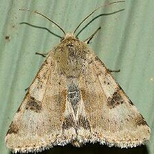 Heliothis phloxiphaga