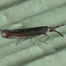 Coleophora mayrella