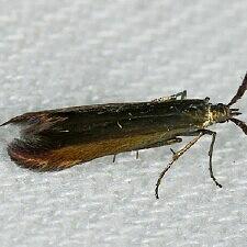 Coleophora deauratella