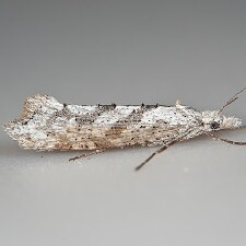 Ypsolopha falciferella