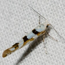 Argyresthia goedartella