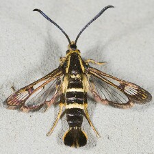 Synanthedon bibionipennis