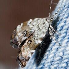 Choreutis diana