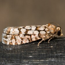 Eucopina siskiyouana