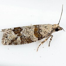 Epinotia radicana