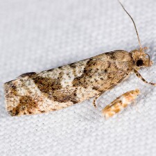 Epinotia solandriana