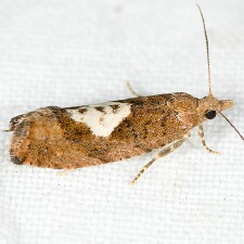 Epinotia solandriana