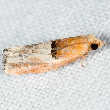 Epinotia johnsonana