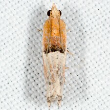 Epinotia johnsonana