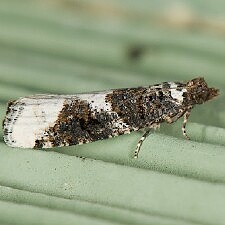 Epinotia lomonana