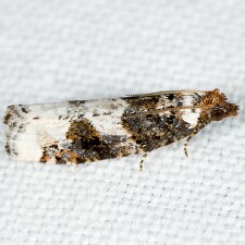 Epinotia lomonana