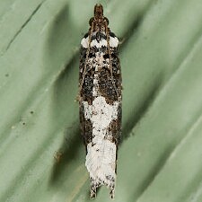 Epinotia lomonana