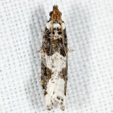 Epinotia lomonana