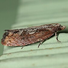 Epinotia lindana