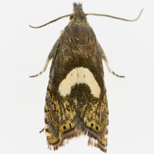 Dichrorampha petiverella