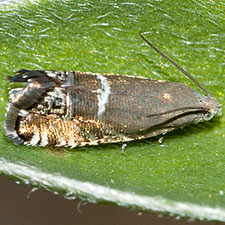 Ephippiphora lunatana