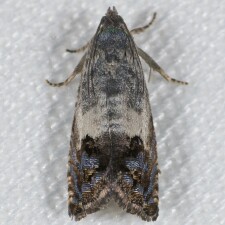 Cydia prosperana