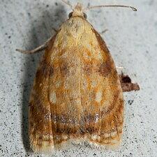 Acleris curvalana