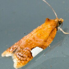 Acleris holmiana