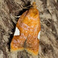 Acleris holmiana