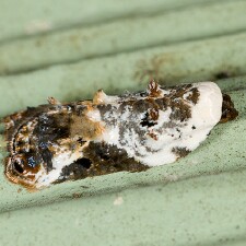 Acleris nivisellana