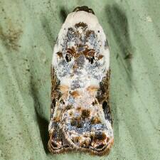 Acleris nivisellana