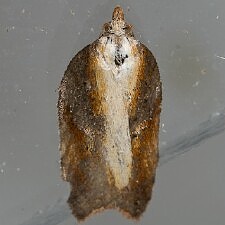 Acleris pulverosana