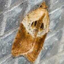 Acleris sp.