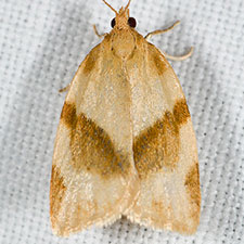 Clepsis kearfotti