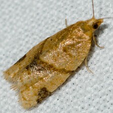 Clepsis peritana