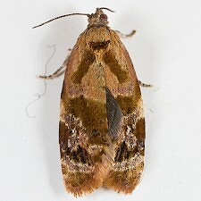 Ditula angustiorana