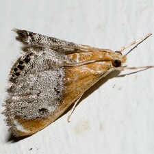 Chalcoela iphitalis