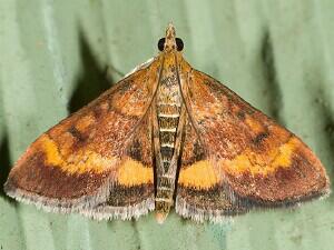 Pyrausta californicalis