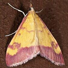 Pyrausta perrubralis