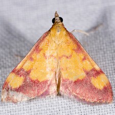 Pyrausta perrubralis