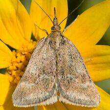 Pyrausta unifascialis