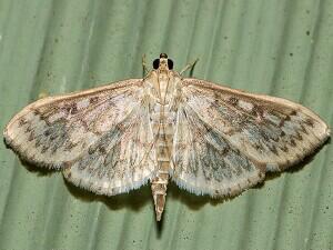 Herpetogramma pertextalis