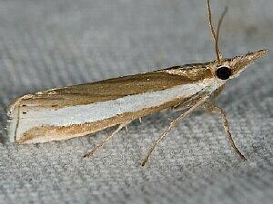 Crambus unistriatellus