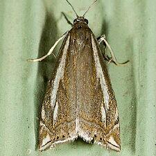 Crambus whitmerellus