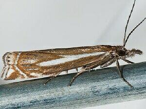 Crambus whitmerellus