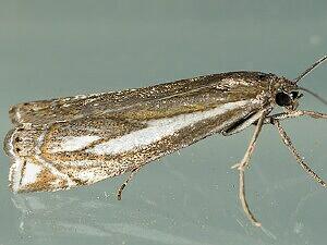 Crambus whitmerellus