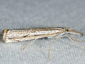 Agriphila attenuatus