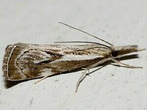 Catoptria oregonicus