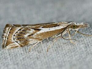 Catoptria oregonicus